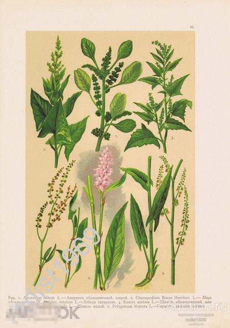 ХРОМОЛИТОГРАФИЯ 1916 г. ЦВЕТЫ, РАСТЕНИЯ. АМАРАНТ, МАРЬ, ЛЕБЕДА, ЩАВЕЛЬ, ГОРЛЕЦ 