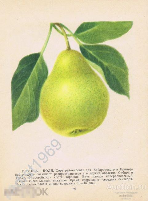 1957 г. ФРУКТЫ. ГРУШИ СОРТОВ ПОЛЯ И СЕЛЕЖАНКА 