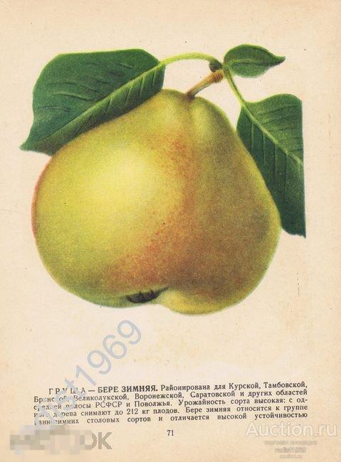 1957 г. ФРУКТЫ. ГРУШИ СОРТОВ БЕРЕ ЗИМНЯЯ И КЛЕРЖО 