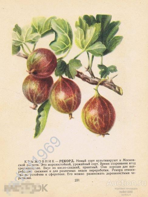 1957 г. ЯГОДЫ. КРЫЖОВНИК СОРТОВ РЕКОРД И РУБИН 
