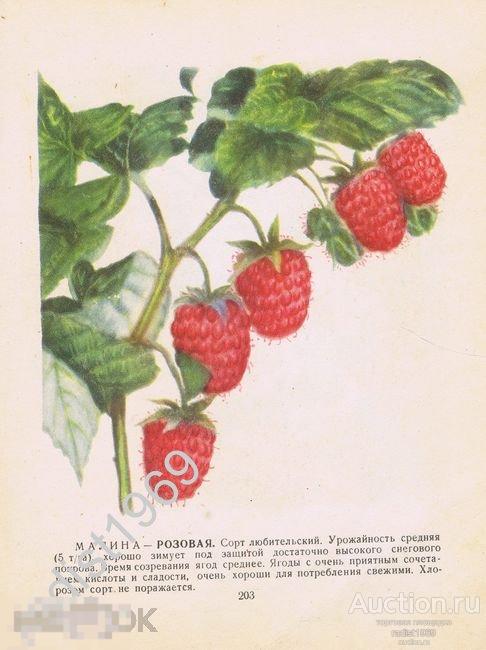 1957 г. ЯГОДЫ. МАЛИНА СОРТОВ РОЗОВАЯ И СОВЕТСКАЯ 