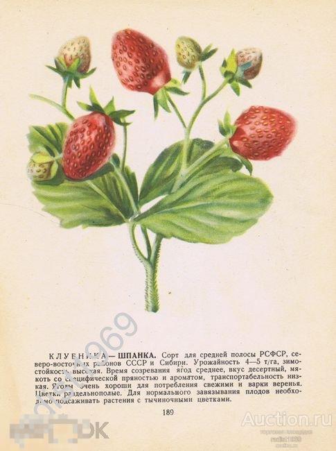 1957 г. ЯГОДЫ. КЛУБНИКА СОРТА ШПАНКА И МАЛИНА АНГЛИЙСКАЯ 