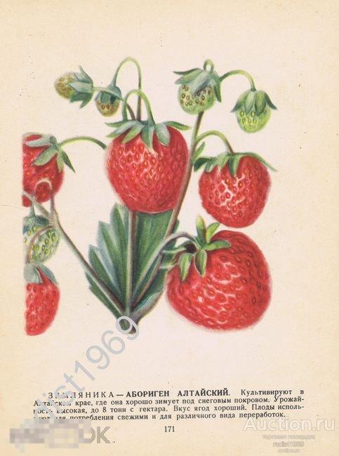 1957 г. ЯГОДЫ. ЗЕМЛЯНИКА СОРТОВ АБОРИГЕН АЛТАЙСКИЙ И АБРИКОС 