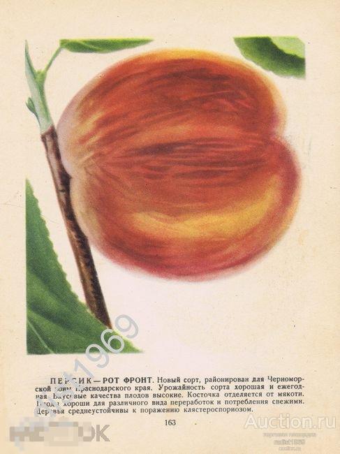 1957 г. ФРУКТЫ. ПЕРСИК СОРТОВ РОТ ФРОНТ И СОВЕТСКИЙ 