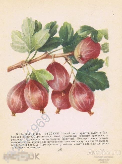 1957 г. ЯГОДЫ. КРЫЖОВНИК СОРТОВ РУССКИЙ И СЕВЕРНЫЙ ВИНОГРАД 