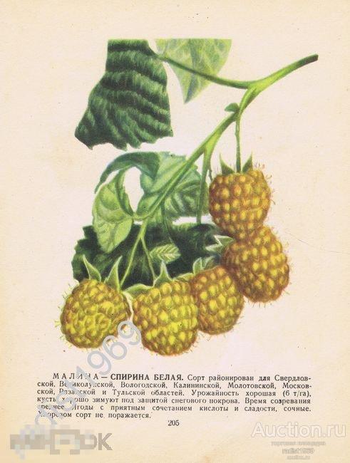 1957 г. ЯГОДЫ. МАЛИНА СОРТОВ СПИРИНА БЕЛАЯ И ТУРНЕР 