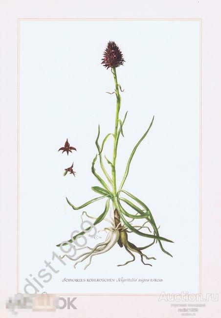 1957 г. КОКУШНИК ЧЕРНЫЙ (НИГРИТЕЛЛА ЧЕРНАЯ). СЕРИЯ `ТРАВЫ И МНОГОЛЕТНИКИ`. РАСТЕНИЯ, ЦВЕТЫ 