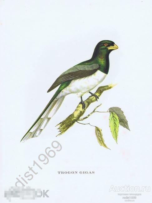 1964 г. ГИГАНТСКИЙ ТРОГОН. `ТРОПИЧЕСКИЕ ПТИЦЫ`. ДЖОН ГУЛЬД 