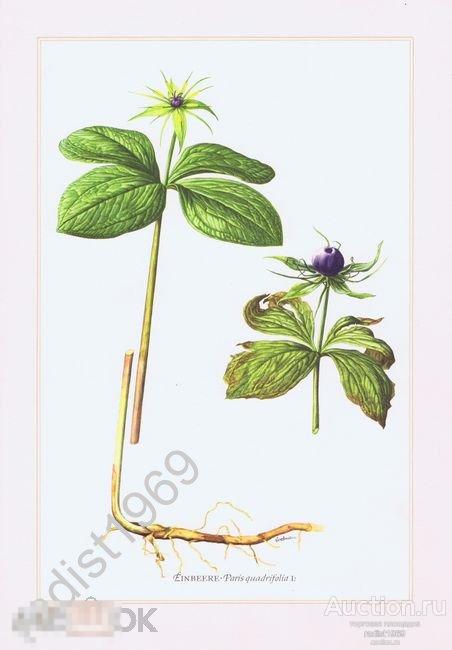 1957 г. ВОРОНИЙ ГЛАЗ ЧЕТЫРЕХЛИСТНЫЙ. СЕРИЯ `ТРАВЫ И МНОГОЛЕТНИКИ`. РАСТЕНИЯ 