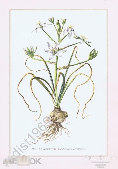 1957 г. ПТИЦЕМЛЕЧНИК. СЕРИЯ `ТРАВЫ И МНОГОЛЕТНИКИ`. РАСТЕНИЯ, ЦВЕТЫ 