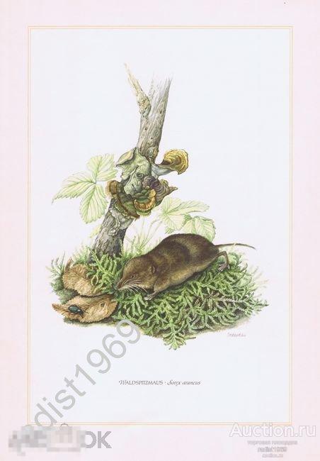 1958 г. ОБЫКНОВЕННАЯ БУРОЗУБКА (ЗЕМЛЕРОЙКА). МЛЕКОПИТАЮЩИЕ, ЖИВОТНЫЕ 