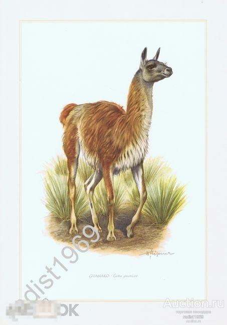 1958 г. ГУАНАКО. МЛЕКОПИТАЮЩИЕ, ЖИВОТНЫЕ, ЛАМА 