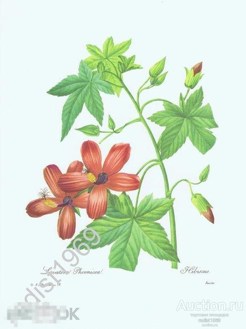 БОЛЬШОЙ ЛИСТ 1968 г. ЦВЕТЫ. ГИБИСКУС. ПЬЕР-ЖОЗЕФ РЕДУТЕ, РАСТЕНИЯ 