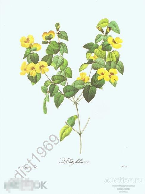 БОЛЬШОЙ ЛИСТ 1968 г. ЦВЕТЫ. ПЛАТИЛОБИУМ. ПЬЕР-ЖОЗЕФ РЕДУТЕ, РАСТЕНИЯ 