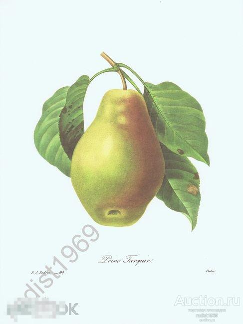 БОЛЬШОЙ ЛИСТ 1968 г. ФРУКТЫ. ГРУША ТАРКВИН. ПЬЕР-ЖОЗЕФ РЕДУТЕ, РАСТЕНИЯ 