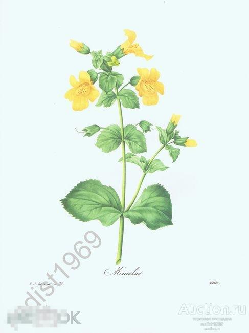 БОЛЬШОЙ ЛИСТ 1968 г. ЦВЕТЫ. МИМУЛЮС (ГУБАСТИК). ПЬЕР-ЖОЗЕФ РЕДУТЕ, РАСТЕНИЯ 