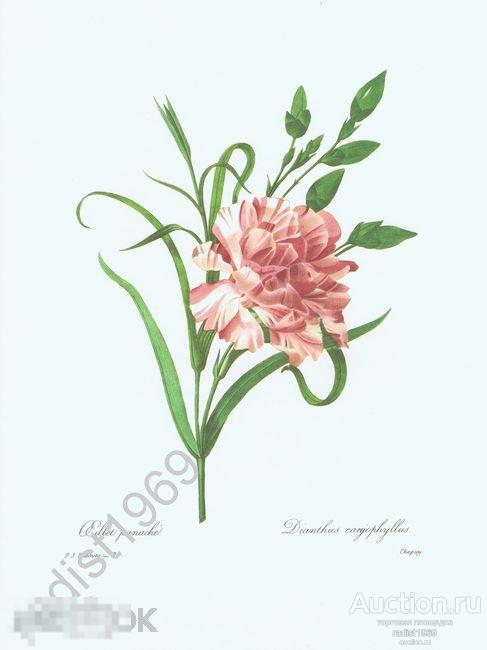 БОЛЬШОЙ ЛИСТ 1968 г. ЦВЕТЫ. ГВОЗДИКА САДОВАЯ. ПЬЕР-ЖОЗЕФ РЕДУТЕ, РАСТЕНИЯ 