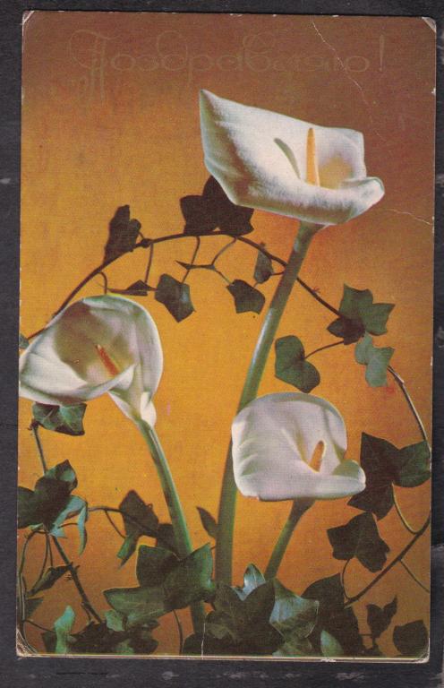 1976 Поздравляю Фото Гусейнзаде (110)