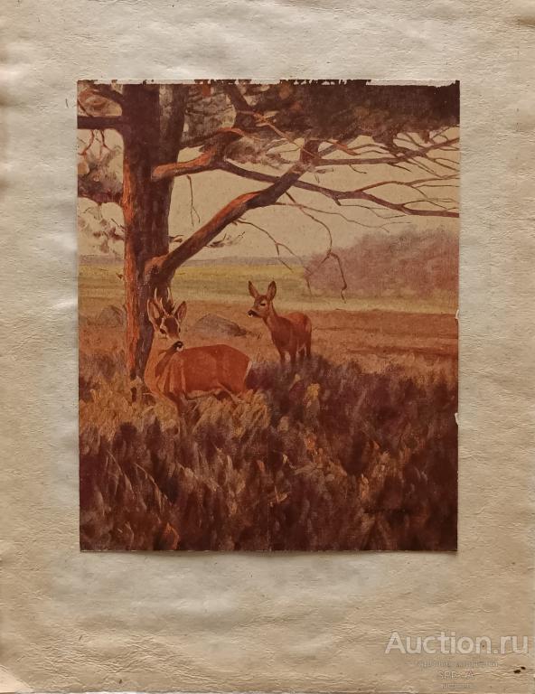 "Два оленя" фототипия Bert Fricke 1920-е годы