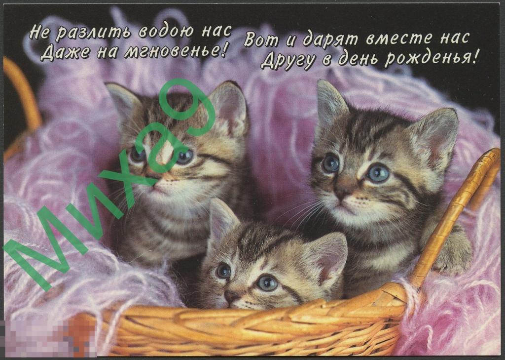 1998 ДПК 096 Не разлить водою нас даже на мгновенье Котята Кошки Фауна 