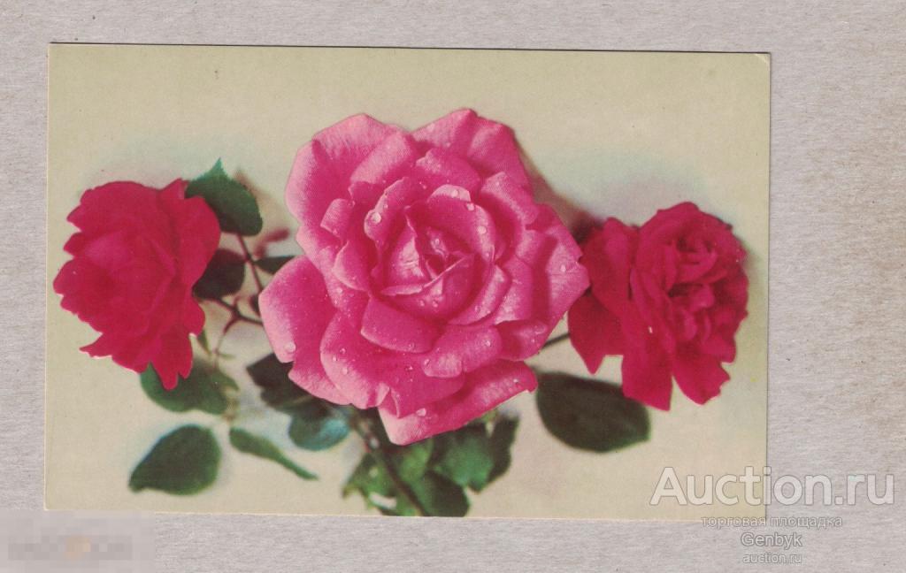 Открытка. Розы. Фото Г. Костенко (Д2-256) 