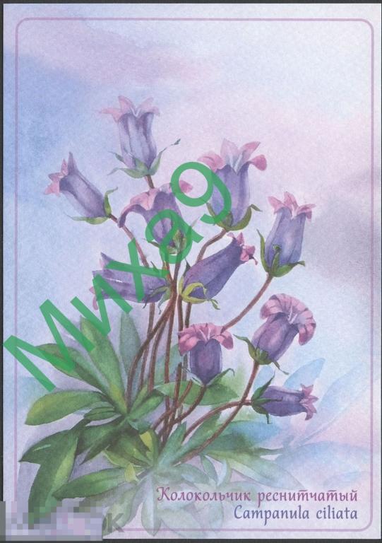 2019 ДПК 579 Колокольчик реснитчатый Флора Орлова Яковлев 