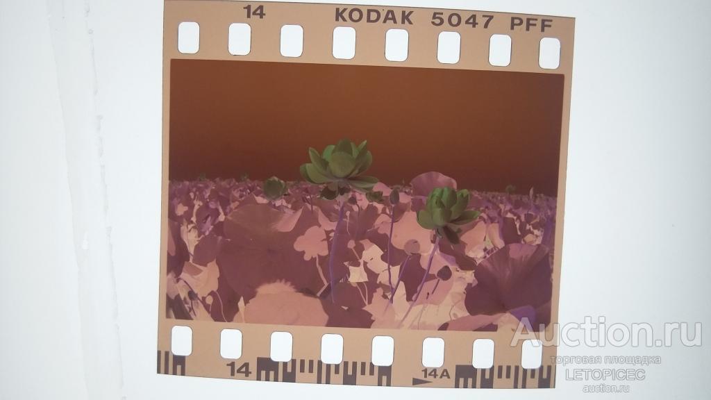 24х36мм. цветной НЕГАТИВ (1шт) Астраханская обл. ЦВЕТУЩИЙ ЛОТОС . Фото 1994.г.