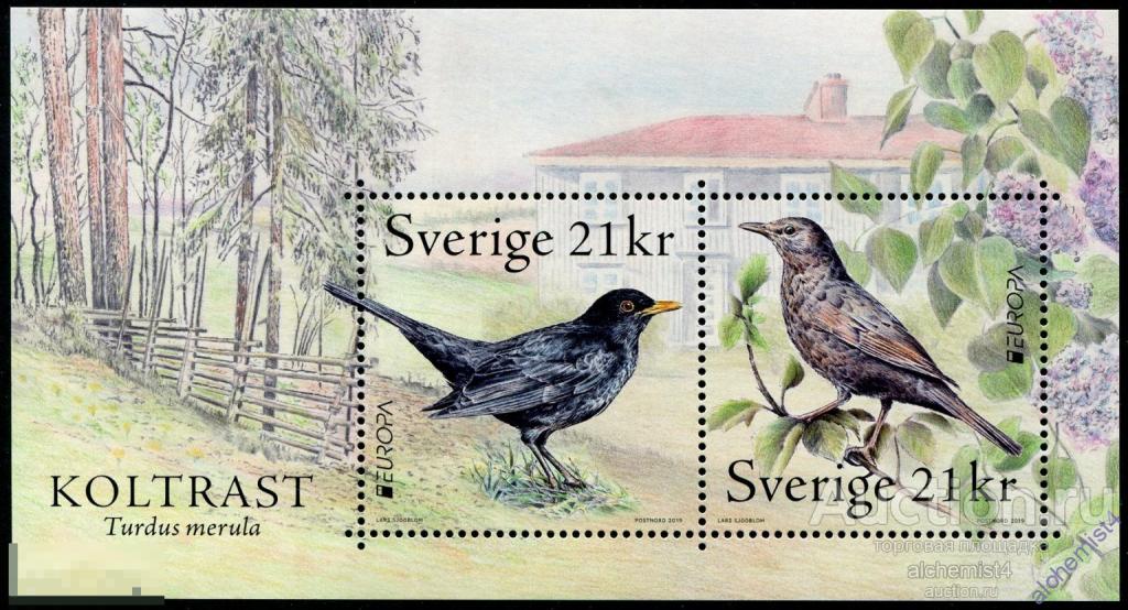 Швеция 2019 ** Европа, птицы, Чёрный дрозд 