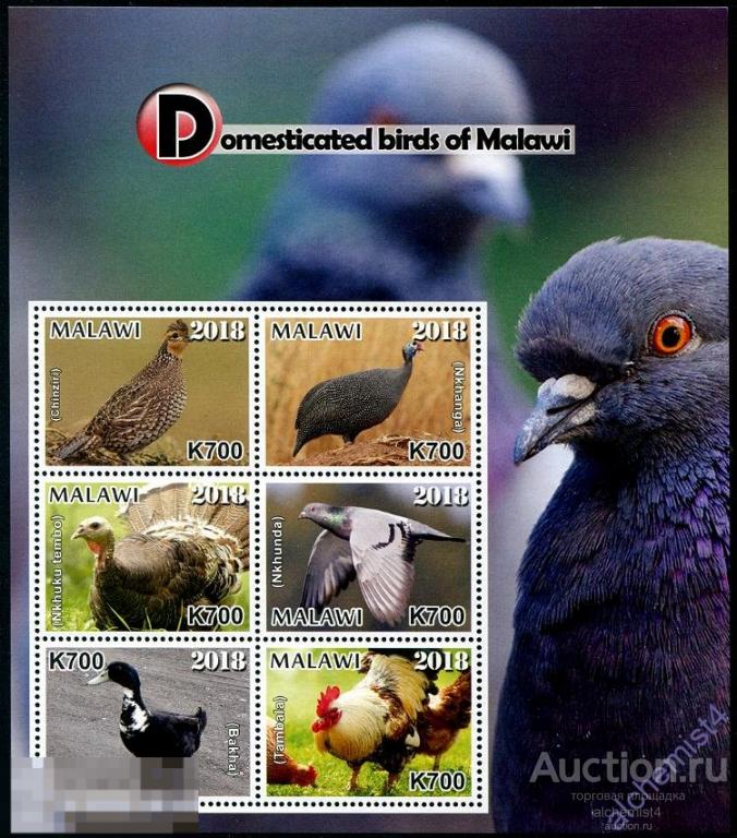 Малави 2019 ** Домашние птицы Малави, петухи, голуби 