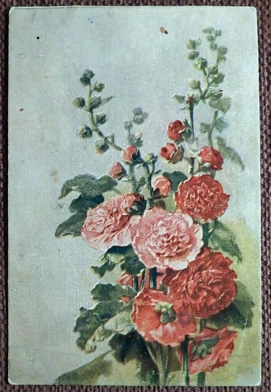 Открытка. Мальва махровая. Цветы. 1920-е годы