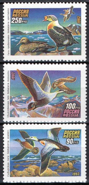 Россия, 1993, Фауна, Птицы, Утки, п/с