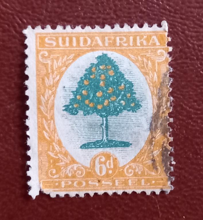 Южная Африка 1926 год  Апельсиновое дерево Гаш Ё