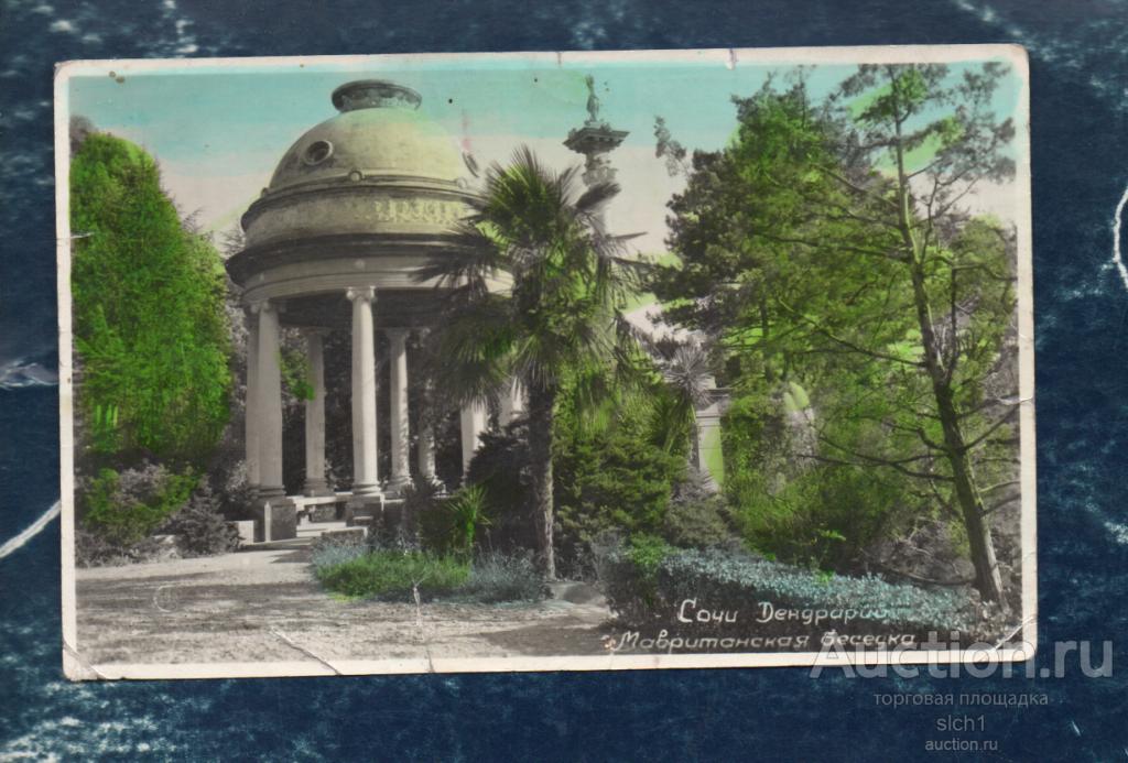 Почтовая карточка (Фото открытка)  1952 Сочи дендрарий