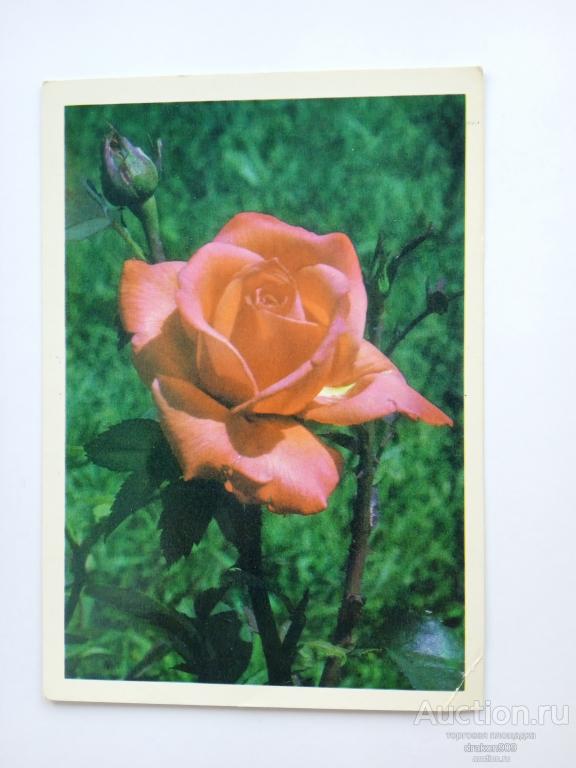 Открытка. Ю.Алтайский. Розы. Цветы. 1985г.
