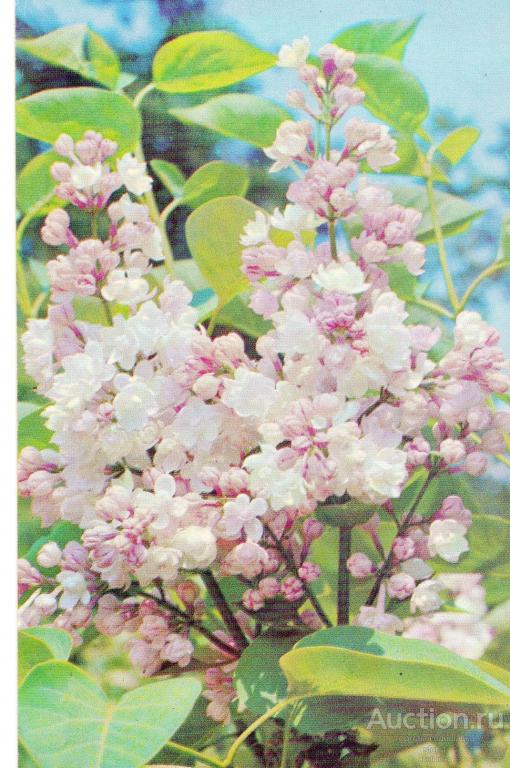 Открытки  1973 Цветы сирень   чистая