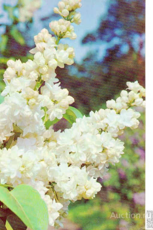 Открытки  1973 Цветы сирень   чистая