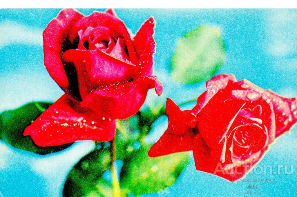 Открытки  1972 Цветы  роза чистая