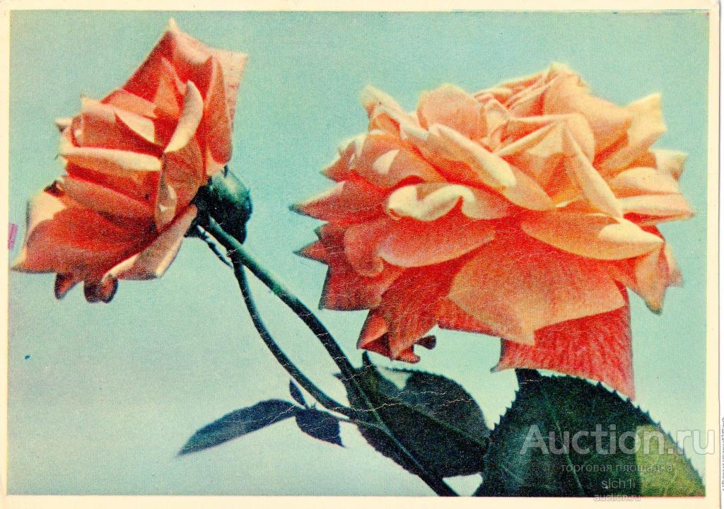 Открытки  1982 Цветы  роза чистая