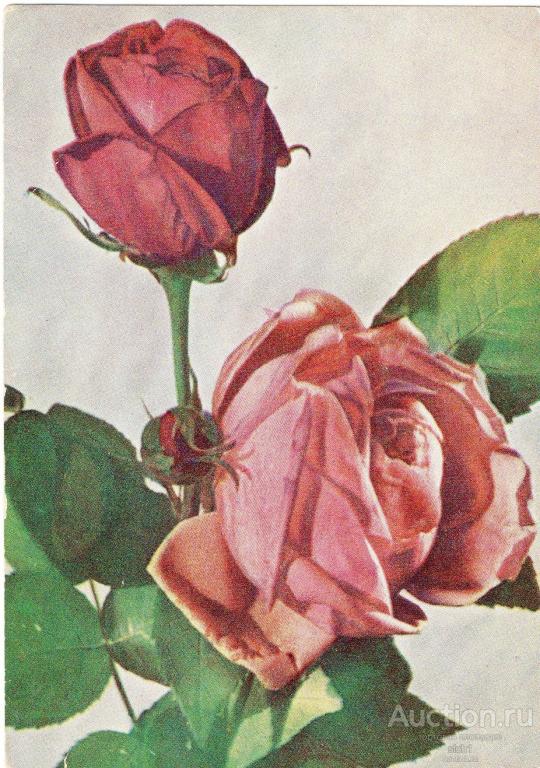 Открытки  1949 "ИСКУССТВО"  Цветы  РОЗЫ чистая