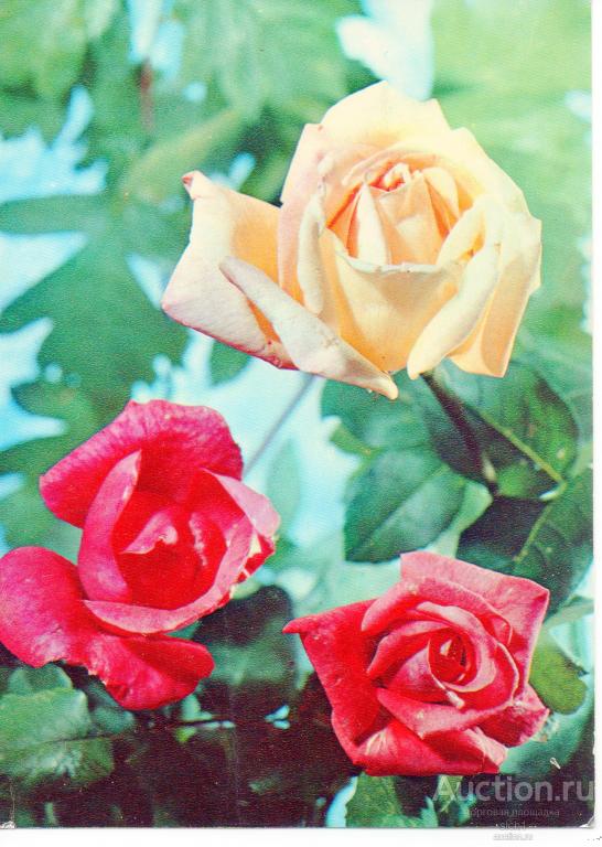 Открытки  1976 Цветы  роза чистая