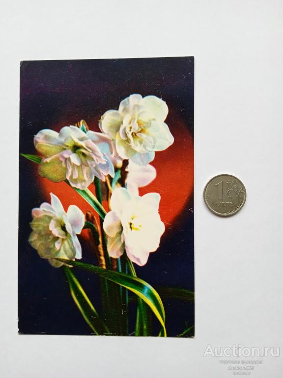 Открытка. Г.Костенко. Нарциссы. Цветы. 1975г.