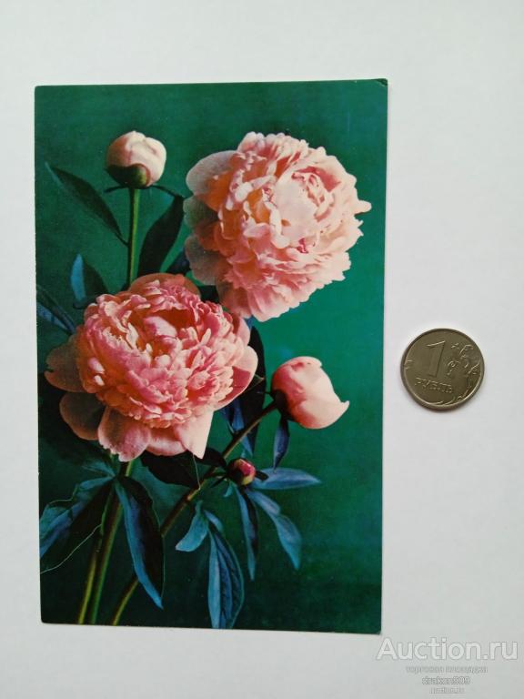 Открытка. Г.Костенко. Пионы. Цветы. 1975г.