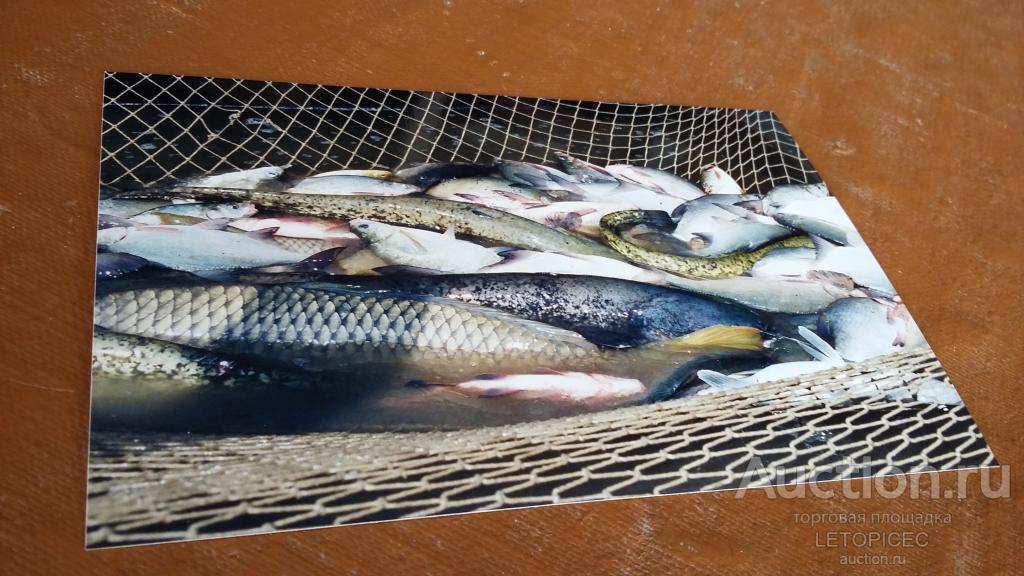 10х15 см. фотоотпечаток - Рыба в неводе. 90-е г.г.