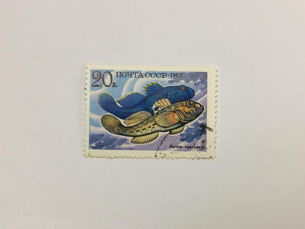 Промысловые рыбы. Бычок-кругляк. Фауна. СССР. 1983. Загорский: 5349. Гашен