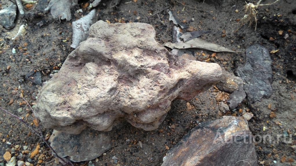 Окаменелая птица