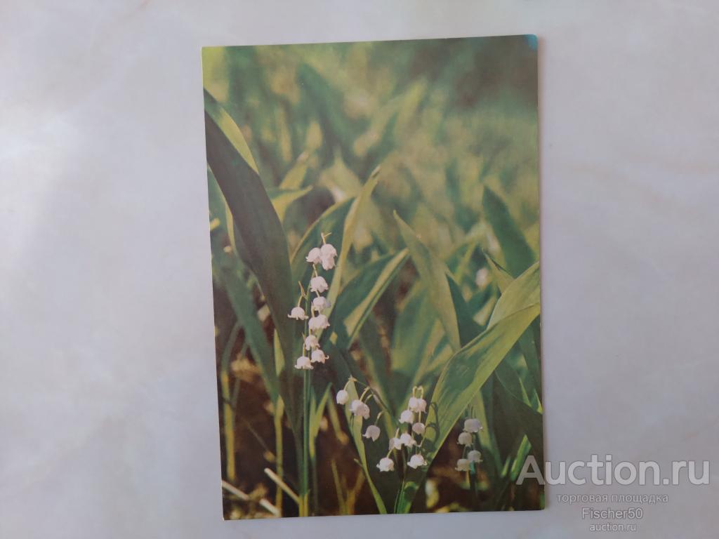 Открытка. Цветы ландыши  1969 год, чистая (133)