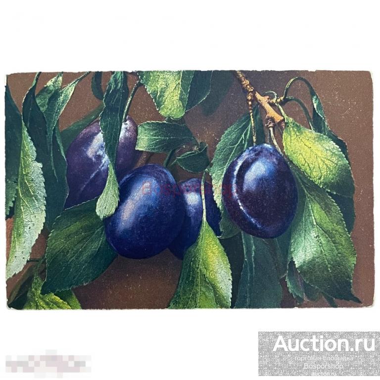 Почтовая открытка &quot;Сливы&quot; 1900-1917 гг. Швейцария 