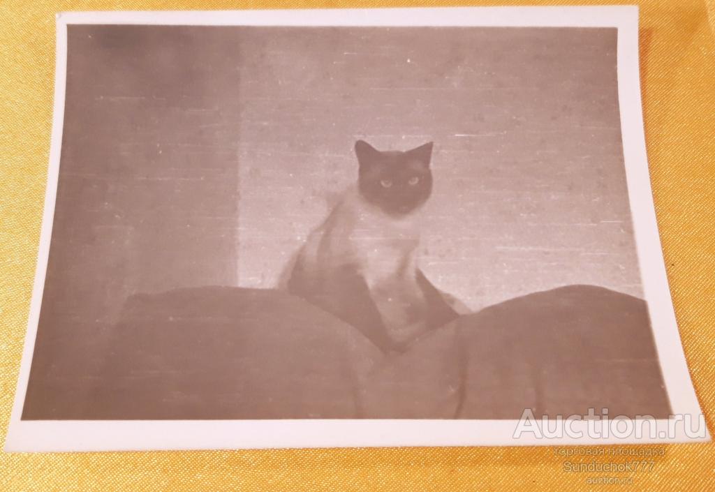 Сиамская кошка. Кот. Домашние Животные. Фото 9 х 11,5 см.