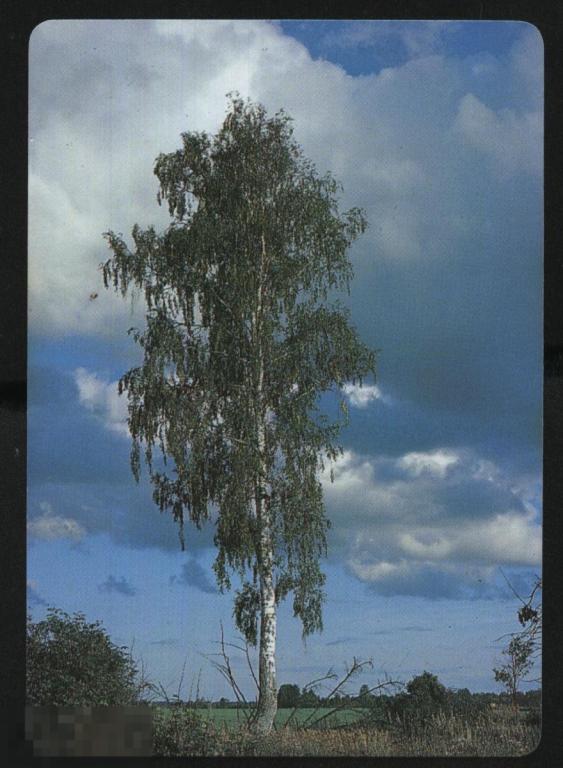 Календарик. Трактороэкспорт. Внешторг. Пластик. 1990 г. 