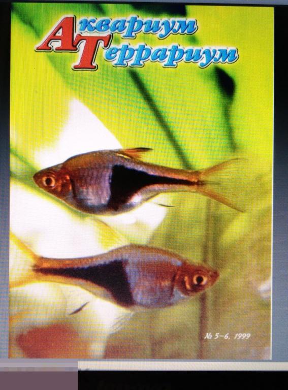PDF Журнал Аквариум Террариум. Вып. 5-6. 1999г 